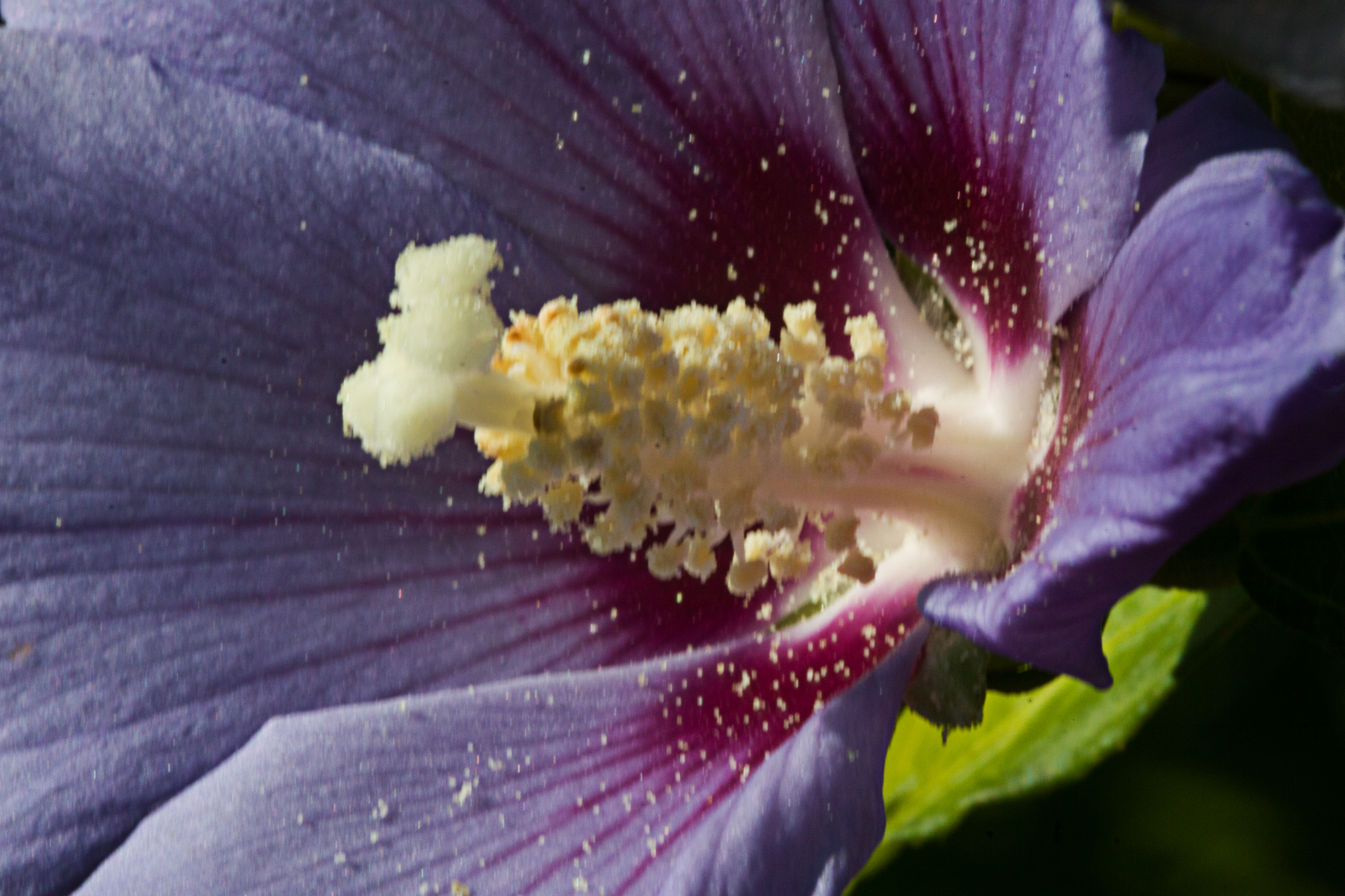 Malvenblüte Makro